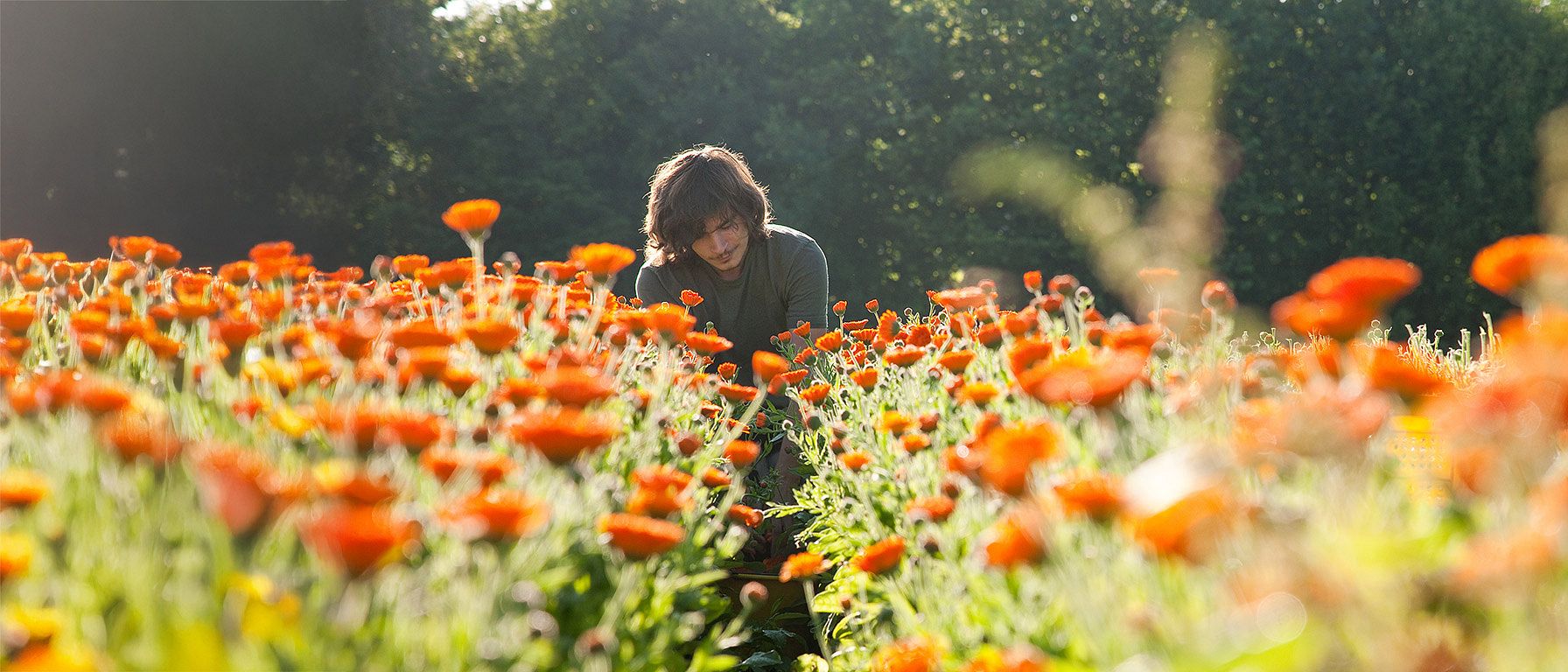 Gardener in our Calendula field in Germany