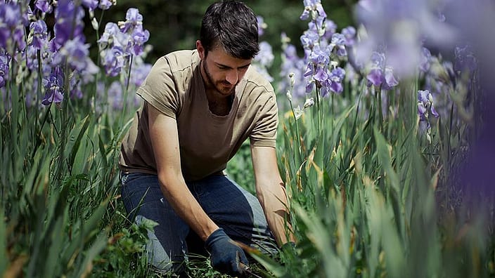 Man harvesting lavender