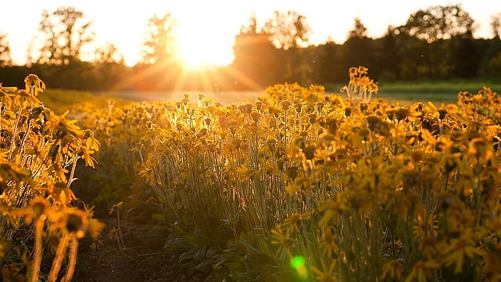 Arnica field glows orange in the evening sun