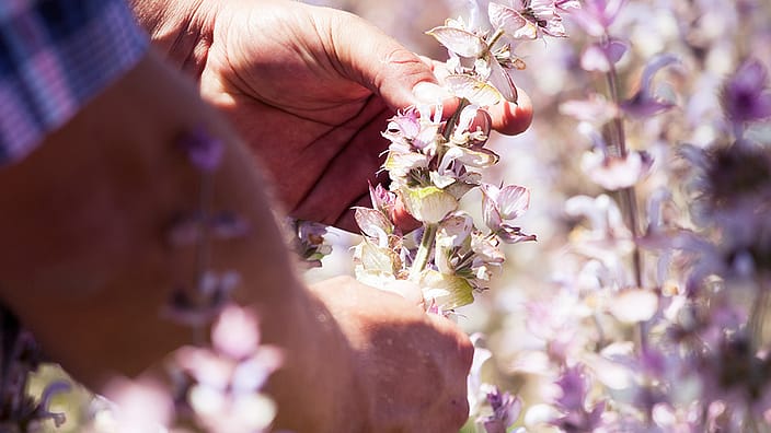 Man picking sage with his hands
