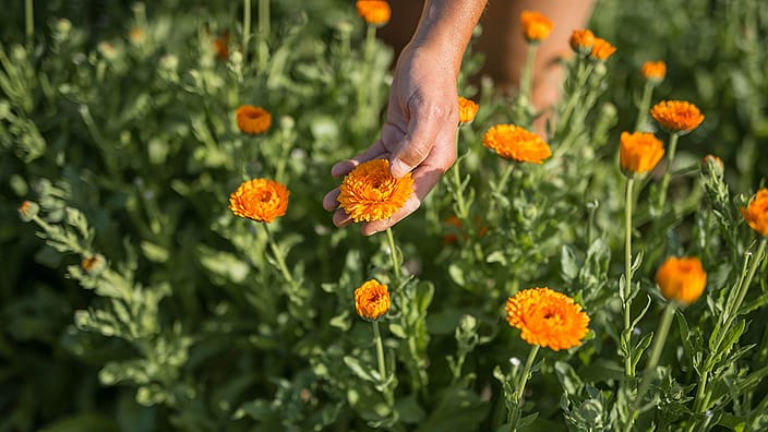 Gardener harvesting Calendula from the field