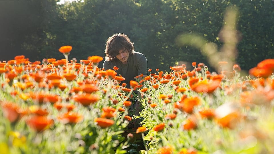 Gardener in our Calendula field in Germany