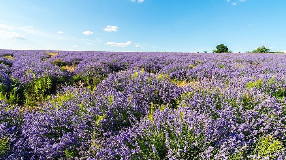 Blooming lavender field in Bulgaria