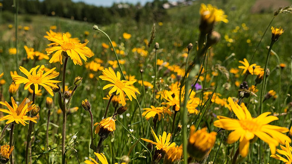 Arnica flowers in a meadow
